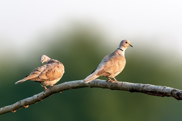 Una pareja de palomas con collar de Eurasia en un árbol