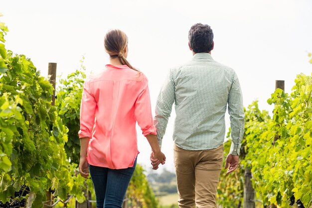 Pareja paseando por el viñedo