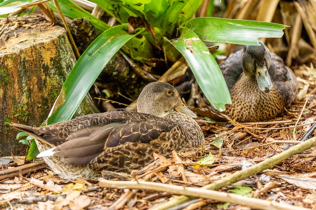 Pareja de patos cuidando el nido lleno de huevos.