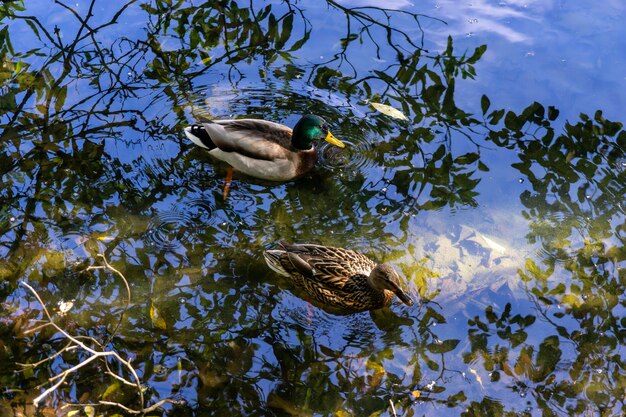 Una pareja de patos reales nadando rodeados de hermosas luces y reflejos Vigo España