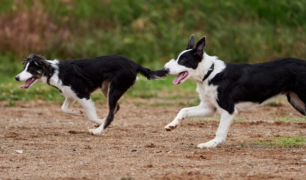 Pareja de perros Border Collie jugando en el parque natural