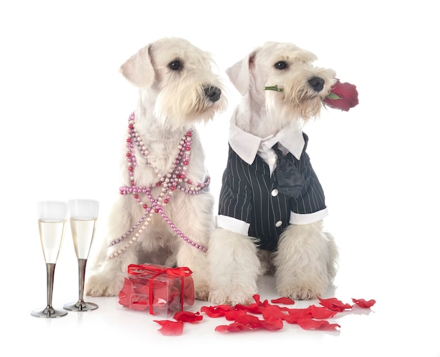 Pareja de perros vestidos para San Valentín