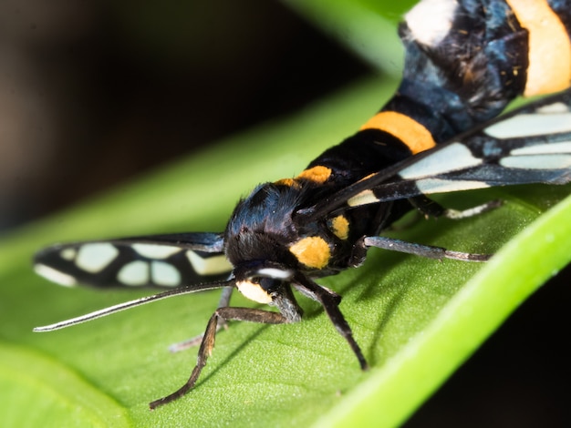 Pareja de polilla negra en una hoja en la temporada de apareamiento