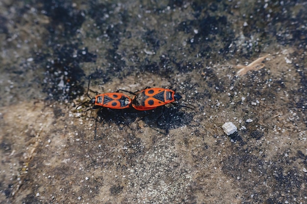 Foto pareja de pyrrhocoris apterus sobre fondo de piedra