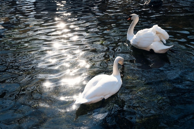 Pareja romántica de cisnes blancos flotan en el agua azul del lago