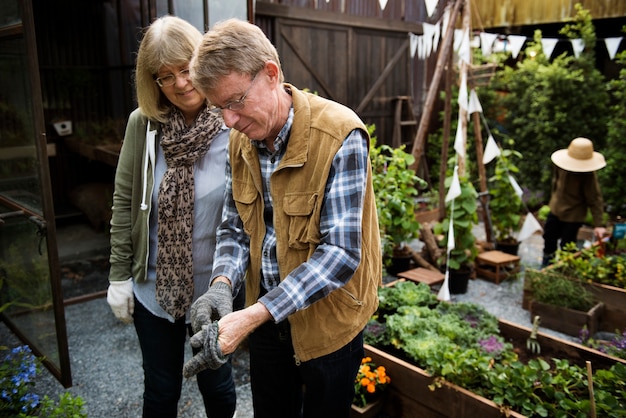 Pareja Senior plantar verduras en el jardín patio trasero