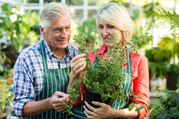 Pareja, tenencia, planta en maceta, en, invernadero