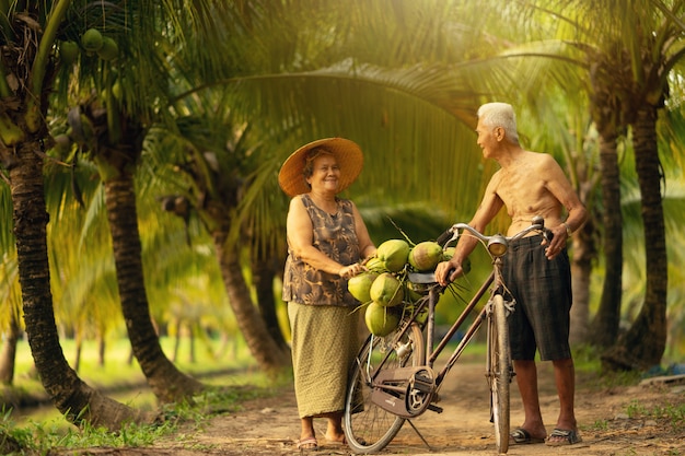 Los pares del hombre y de la mujer de la edad avanzada que recogen el coco en coco cultivan en Tailandia.