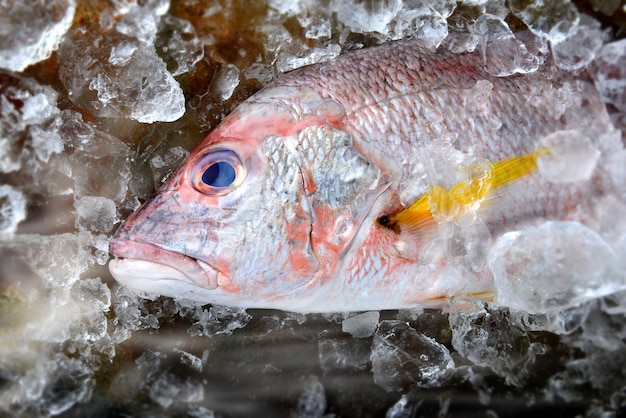 Pargo rojo pescado del mercado pesquero.