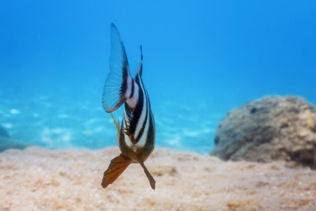 Foto pargo subaquático pagrus auriga sob o mar belos peixes