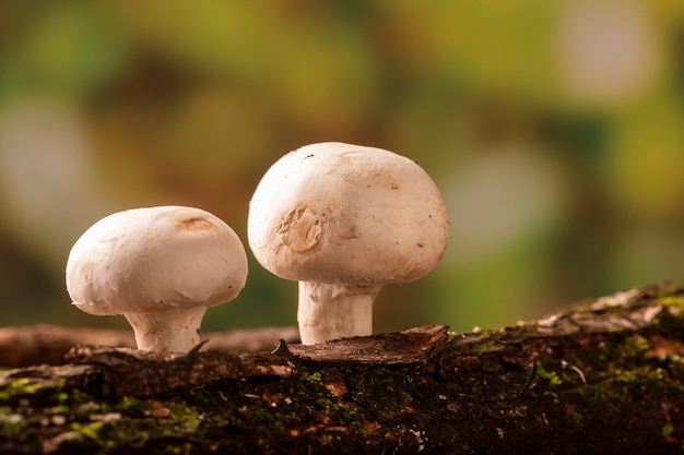 Pariser Pilz, der auf Baum wächst.