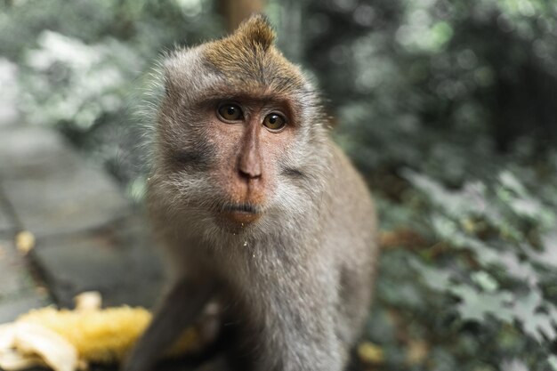 park affe niedlich tierwelt natur primat