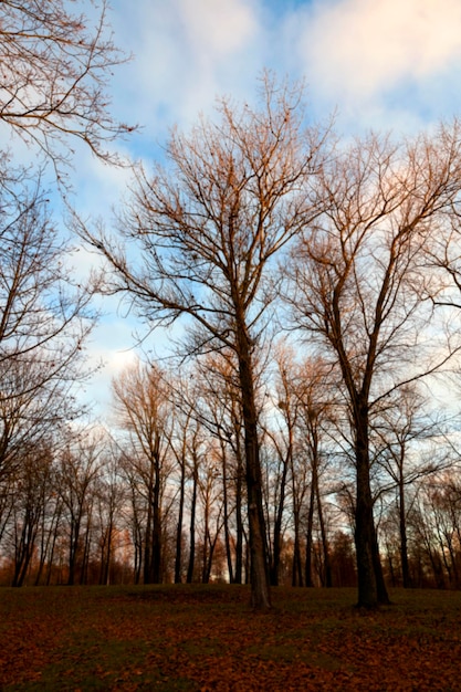 Park at sunset