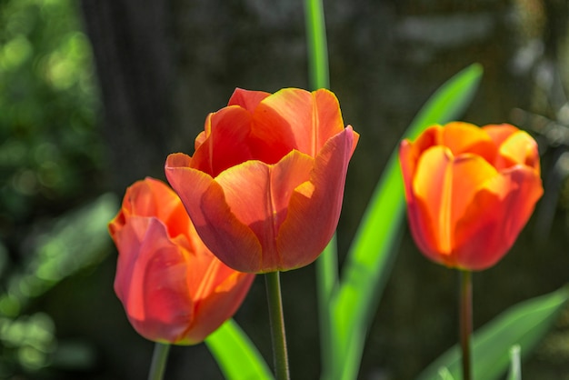 Park der Tulpen im Frühjahr