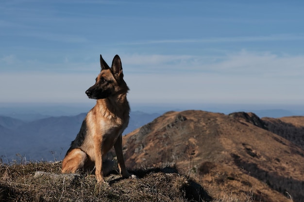 Park Deutscher Schäferhund-Reisender in den Bergen