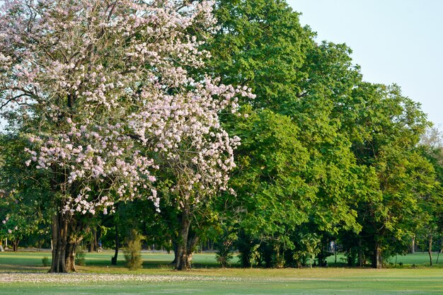 Park Jatujak