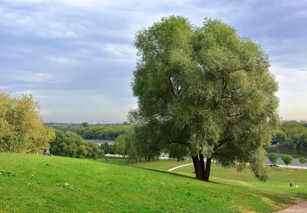 park kolomenskoe, uma grande árvore com folhagem exuberante em uma encosta verde