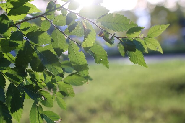 Park Leaf Sun