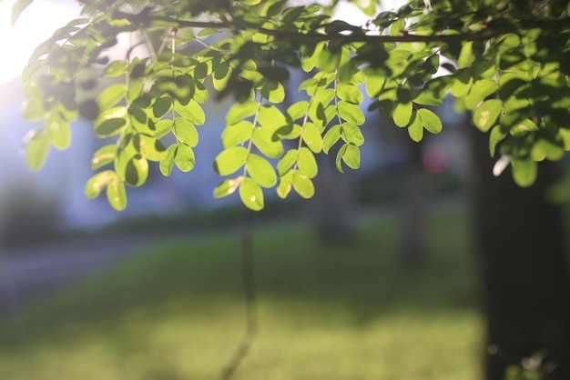 Park Leaf Sun