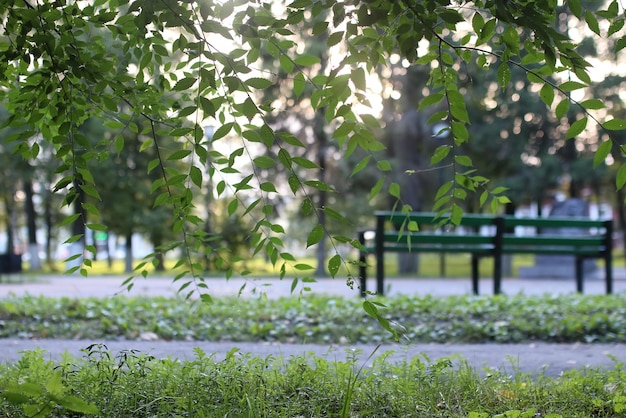 Park Leaf Sun