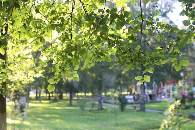 Park Leaf Sun