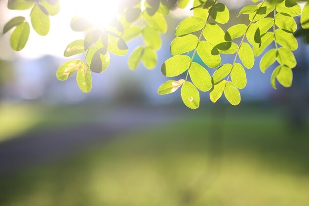 Park Leaf Sun