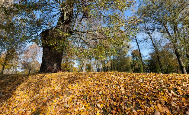 Park mit Bäumen