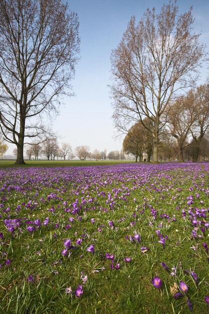 Park mit blühenden Krokussen, Düsseldorf, Deutschland