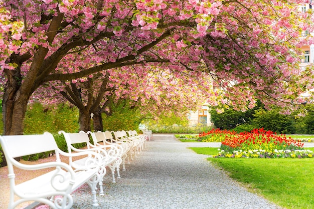 Park mit Blüten-Sakura, Blumenrasen und Bänken