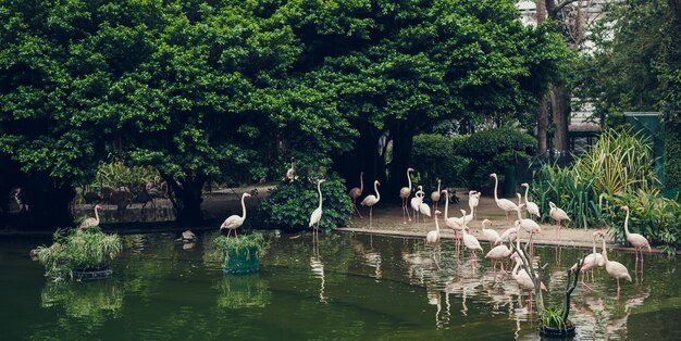 Park mit Flamingo mitten in Hongkong