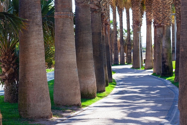 Park mit Palmen entlang des Wanderwegs