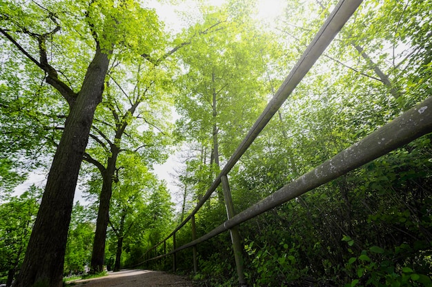 Park mit Waldbäumen Naturgrün Holz Sonnenlicht Hintergründe