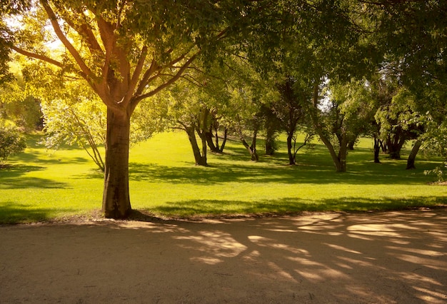 Park voller Bäume bei goldenem Sonnenuntergang. Achtsamkeit, Entspannungskonzept.