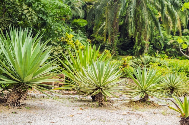 Park von Kakteen und Sukkulenten Nahaufnahme von kleinen gefleckten Kakteen Sukkulenten für Blumenladen als