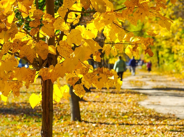 Parken Sie im Herbst mit schönem Herbstlaub