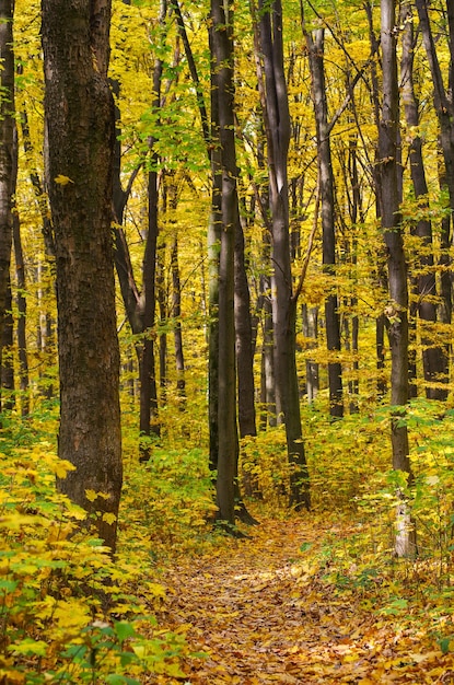 Parken Sie im Herbst mit schönem Herbstlaub