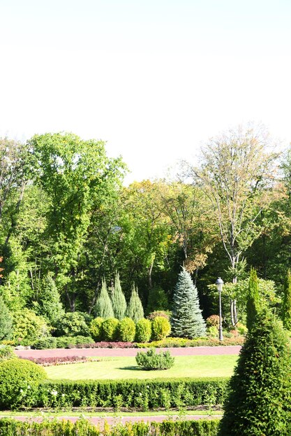 Parken Sie im Sommer