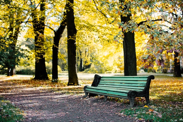 Parken Sie mit einer Bank und einem Weg mit gelben Blättern in der Herbstgasse.