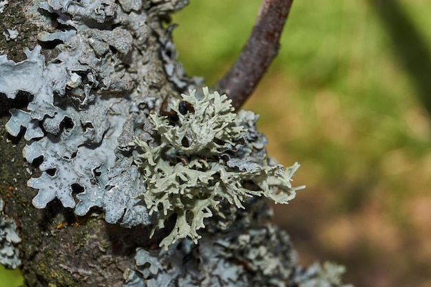 Parmelia sulcata lat Parmelia sulcata tipo de líquen gênero Parmelee Parmelia família Parmeliaceae