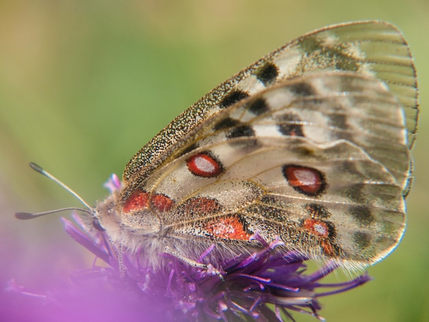 Foto parnassius apollo