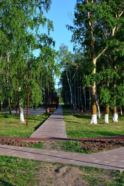 Parque de abedules decorado con parterres de flores y un camino que va hacia el horizonte vertical