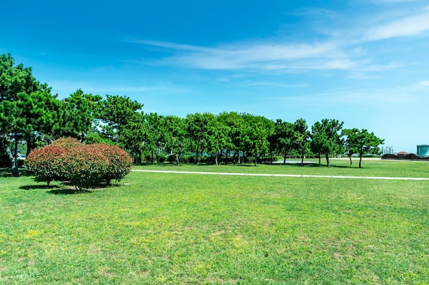 Parque ao ar livre céu azul floresta verde