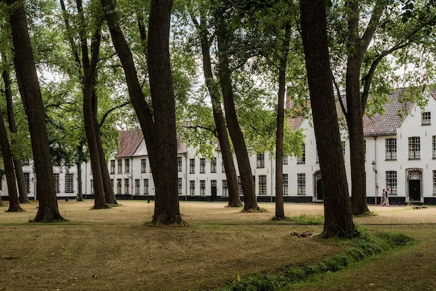 Parque con arboles altos con casas de fondo