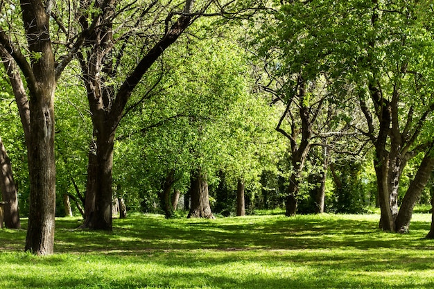 Foto un parque con árboles y césped en un día soleado.