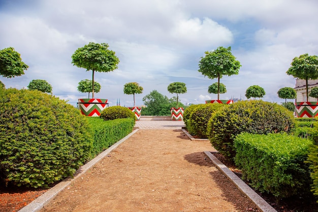 Parque con arbustos y césped verde, diseño de paisaje. Cultivo y cuidado de plantas de jardín.