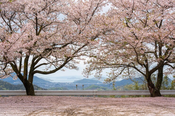 El parque Asahiyama Shinrin, el parque forestal del monte Asahi, las cerezas en plena floración en la isla de Shikoku