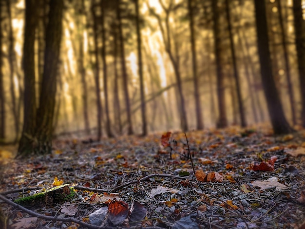 Parque de atmósfera mística oscura Bosque de otoño mágico oscuro místico