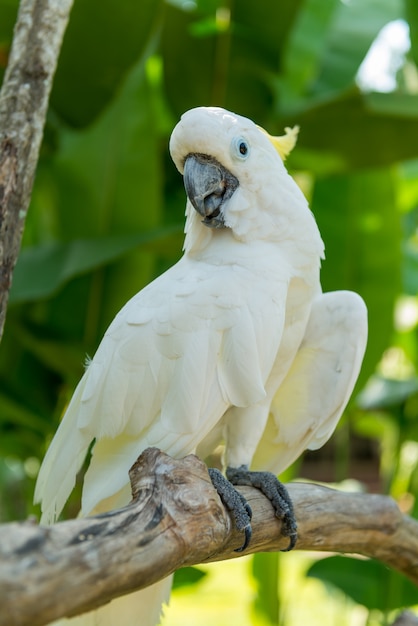 Parque de aves de Bali en Sanur