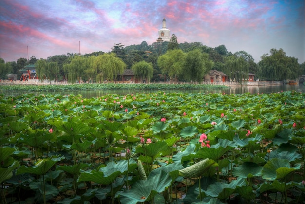 Foto parque beihai