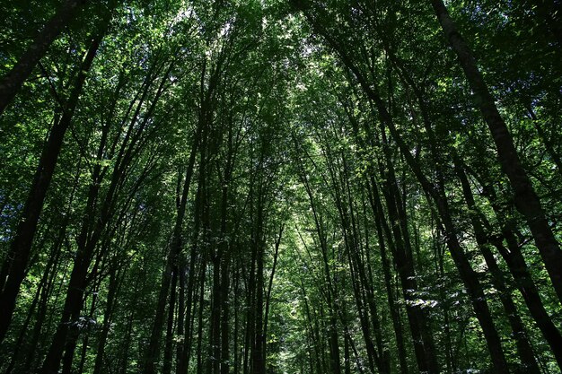 Foto parque belovezhskaya pushcha en el país de bielorrusia